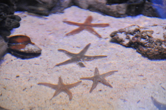 Stelle marine al Sea life di Jesolo